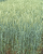 Тая