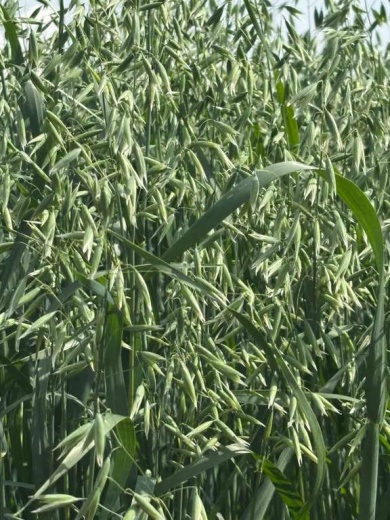 Кировский 2